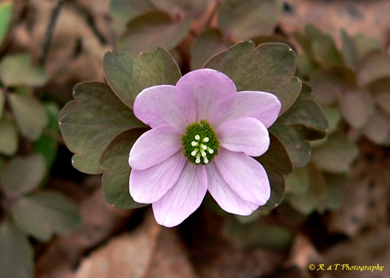 {Thalictrum thalictroides}